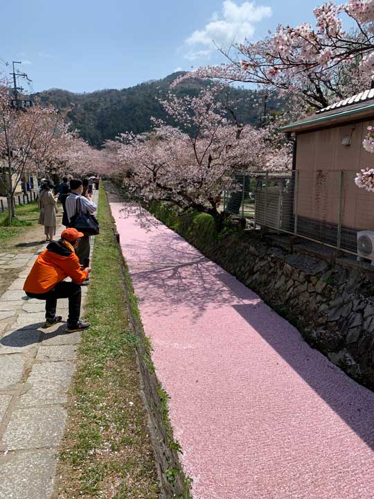 京都 哲学の道 花筏 桜 花道