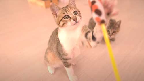 ママと遊ぶ元保護子猫