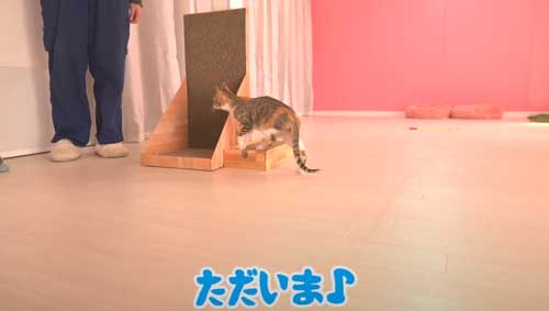 パパに近寄る子猫