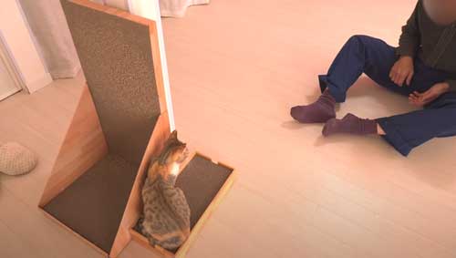 パパ帰宅を喜ぶ子猫