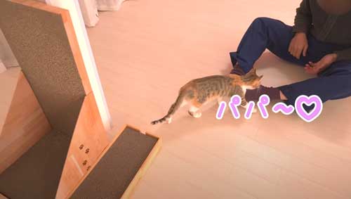 パパに近づく子猫