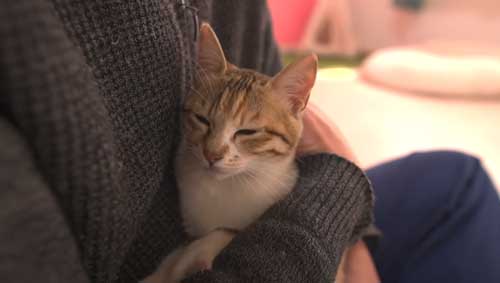 パパに甘える子猫