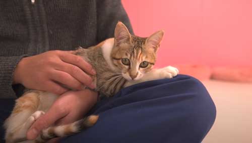 パパが大好きな子猫