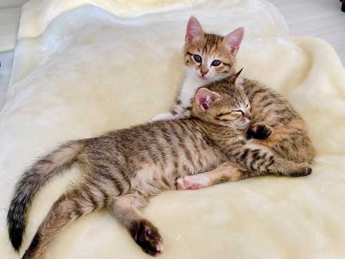 ティピーちゃん＆ランプちゃん