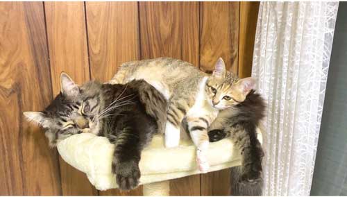 ランプちゃんとテトくん