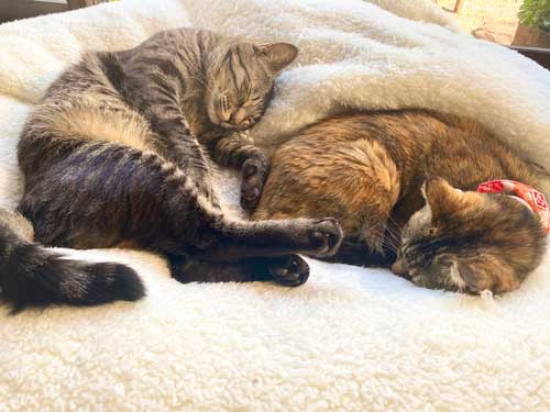 ラッキーちゃんとペグくん