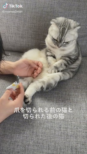 抗議する猫