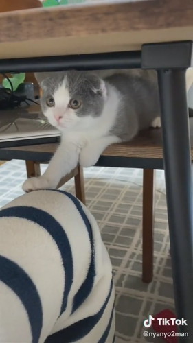 狭い所に入る猫