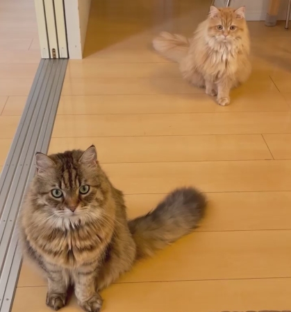 猫のちゃむくん