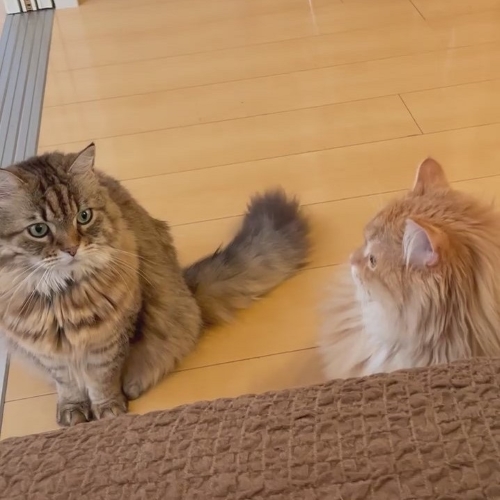 会話するような猫たち