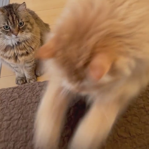 ジャンプする猫