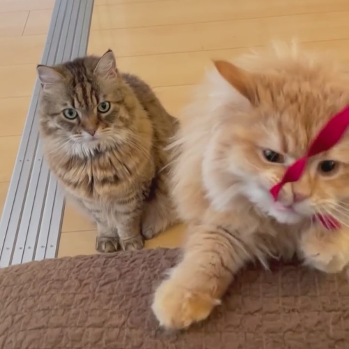 真剣な表情の猫