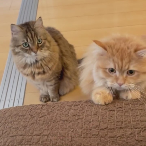 狙いを定めた猫