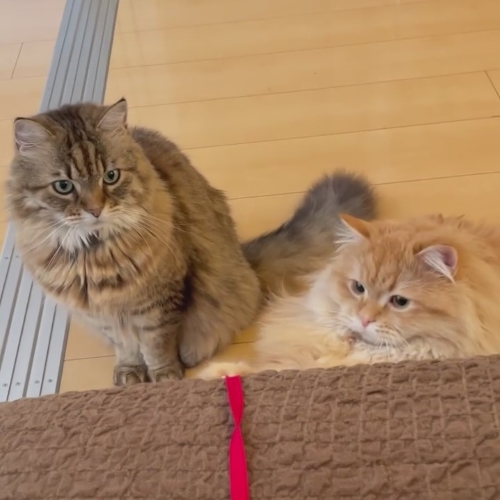 前足でつかまえる猫