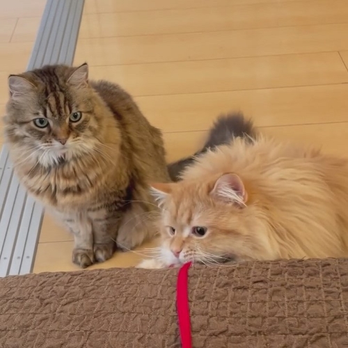 口でつかまえる猫