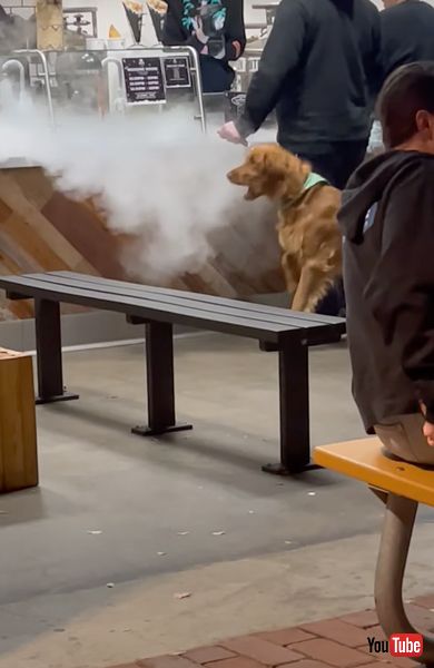 霧と戦うワンコ