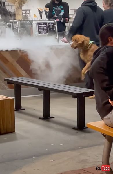 霧と戦うワンコ