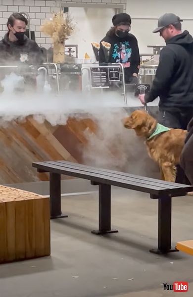 霧と戦うワンコ