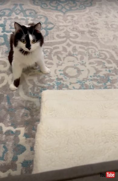 一生懸命階段を登る神経症のニャンコ