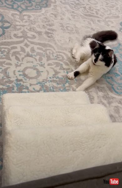 一生懸命階段を登る神経症のニャンコ