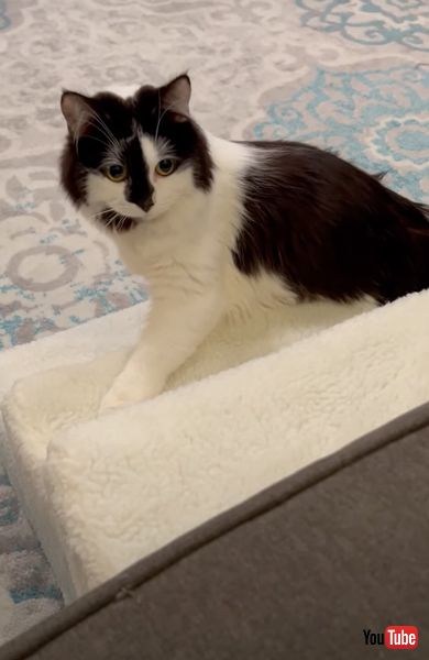 一生懸命階段を登る神経症のニャンコ