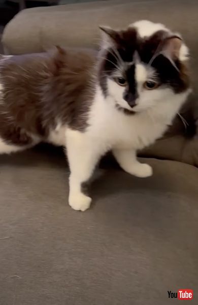 一生懸命階段を登る神経症のニャンコ