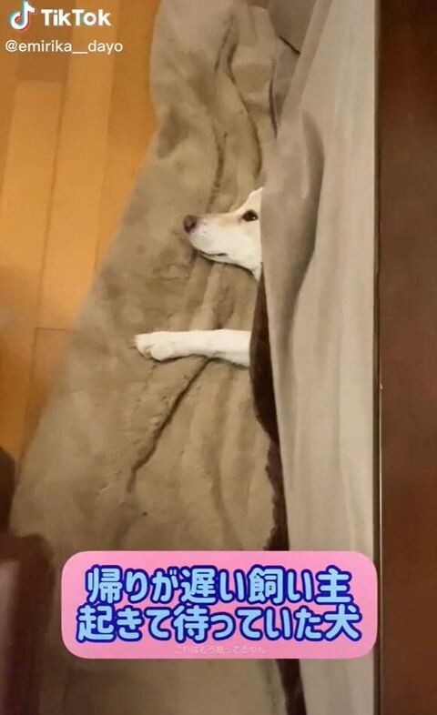 こたつにいるえみりちゃん