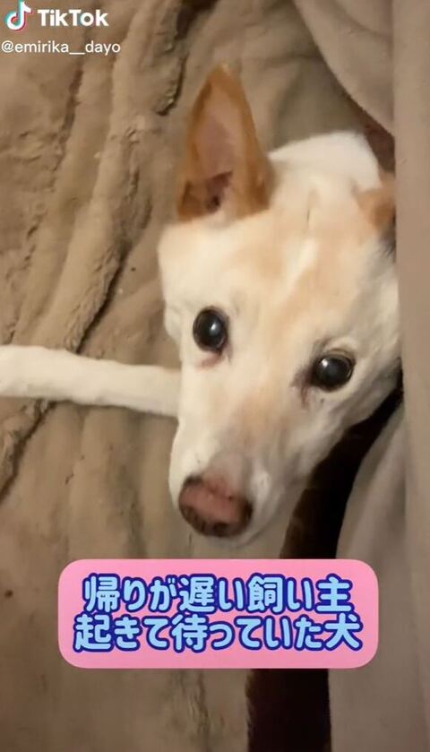 飼い主さんに気付く