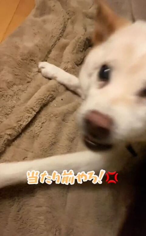 吠えてくるエミリちゃん