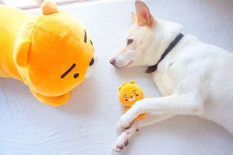 ぬいぐるみとエミリちゃん