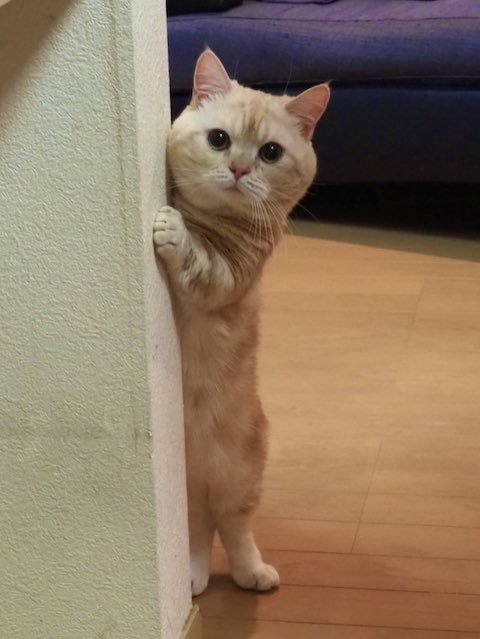 壁からのぞきこむマンチカン