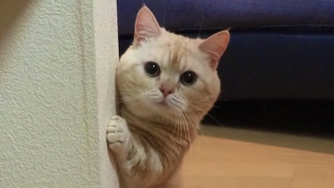 心配そうに見つめるマンチカン