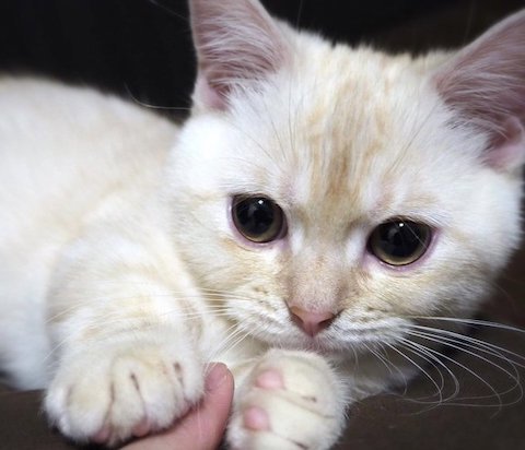 前足を握るマンチカン