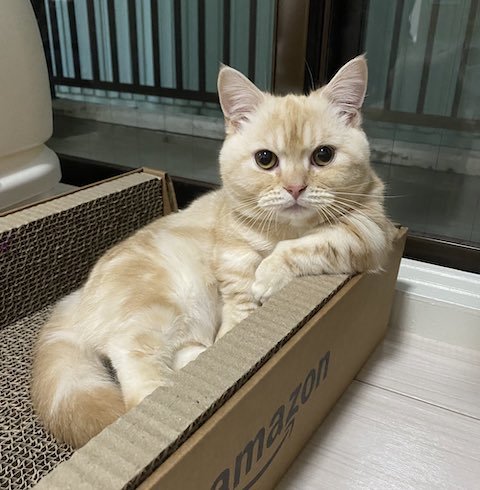 くつろぎ中のマンチカン