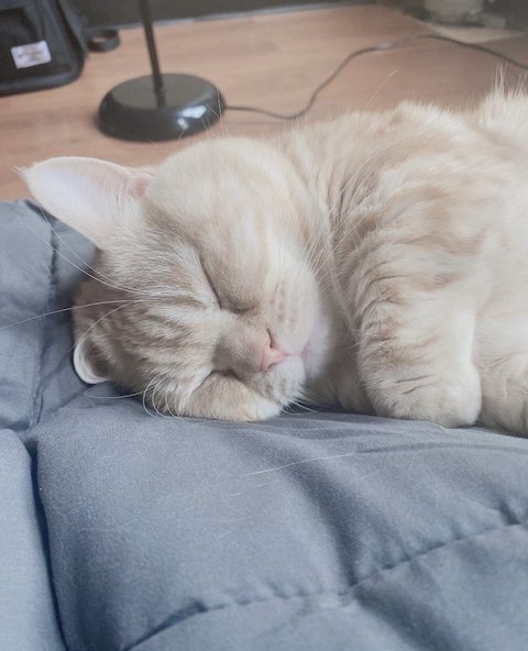 眠っているマンチカン