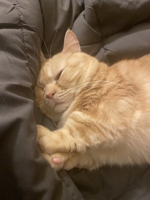 前足で押すマンチカン