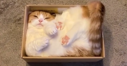 つばまこさく ポメちゃん 猫ちゃん 小物入れ cover_news018.jpg