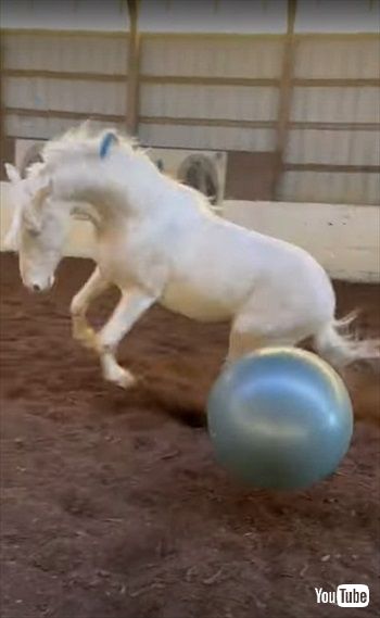 ヨガボールで遊ぶお馬さん