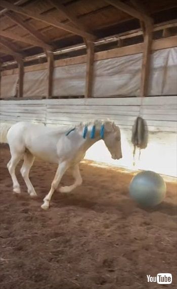 ヨガボールで遊ぶお馬さん