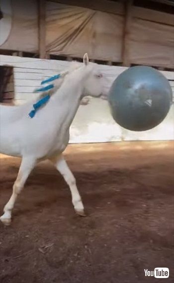 ヨガボールで遊ぶお馬さん