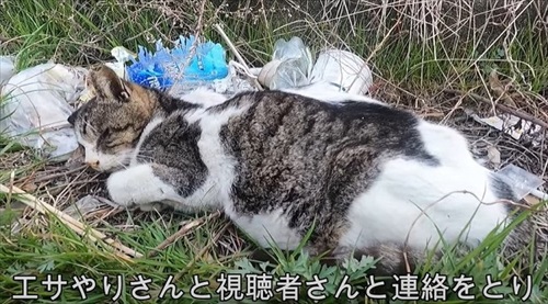 保護した野良猫