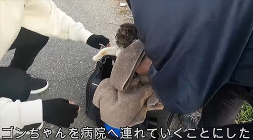 病気と戦う野良猫