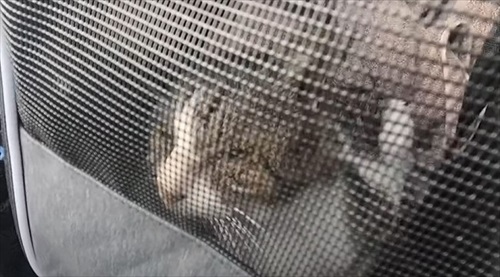 動物病院へ向かう野良猫