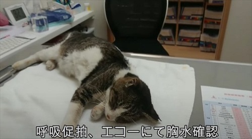 診察を受ける野良猫