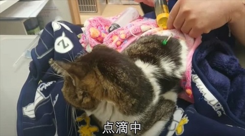 診察を受ける野良猫
