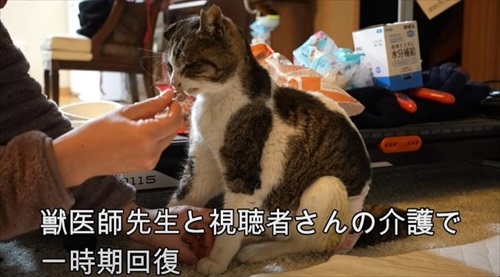 猫エイズの野良猫