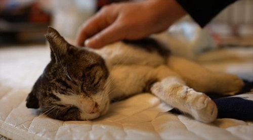 回復した野良猫