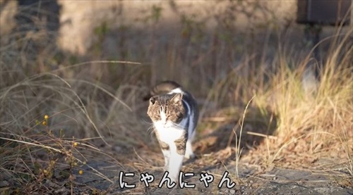 野良猫