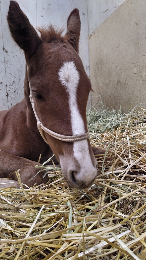 生まれてすぐのパー蔵くん