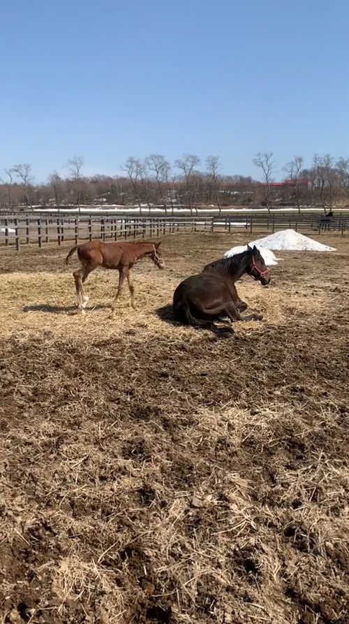 歩いてくるパー蔵くん